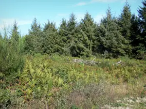 Brigueuil forest - Vegetation, shrubs and trees of the forest