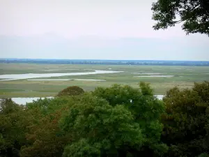 Bucht der Somme - Bäume vorne, mit Blick auf die Bucht