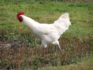 Burgundische Bresse - Bresse Geflügel: Bresse Huhn mit weissem Gefieder