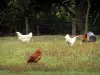 Burgundische Bresse - Hühner in einer Wiese
