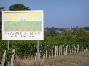 Buzet vineyard - Signboard of the Buzet vineyards, vine field and trees