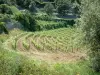 Cabo Córcega - Campo de la vid (campo Centuri)