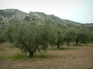 Cadena de los Alpilles - Olivier y piedra caliza serie de los Alpilles