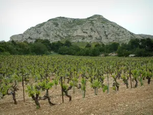 Cadena de los Alpilles - Campo de la vid (viñedos de Les Baux de Provence), los bosques y las montañas de piedra caliza con vistas a la totalidad de los Alpilles