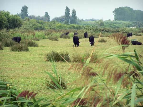 Camarga del Gard - Petite Camargue: cañas en el primer plano, toros negros en un pasto y los árboles