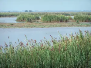 Camarga del Gard - Petite Camargue: juncos (juncos) y el estanque