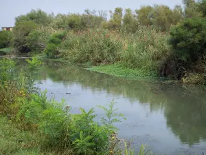 Camarga del Gard - Petite Camargue: cañas y vegetación a lo largo de las aguas