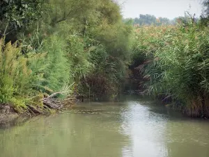 Camargue del Gard - Petite Camargue: laghetto circondato da canneti