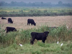 Camargue gardoise - Petite Camargue: zwarte stieren, koereigers (witte vogels) en riet in een weide