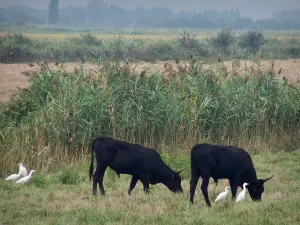 Camargue gardoise - Petite Camargue : taureaux noirs et hérons garde-boeufs (oiseaux blancs) dans un pré, roseaux en arrière-plan