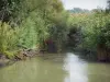 Camargue gardoise - Petite Camargue: vijver omzoomd met riet