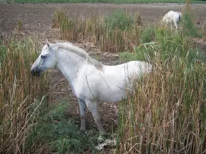 Camargue gardoise - Petite Camargue wit paard en riet
