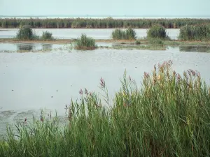 Camargue gardoise - Petite Camargue: riet (riet) en vijver