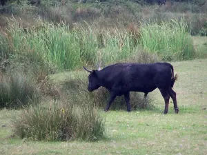 Camargue gardoise - Petite Camargue: zwarte stier in een weiland, riet op de achtergrond