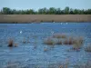 Camargue Regional Nature Park - Marsh with reed beds and birds