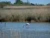 Camargue Regional Nature Park - Marsh with reed beds and a pink flamingo