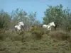 Camargue Regional Nature Park - glasswort scrubland and trees with white horses