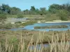 Camargue Regional Nature Park - Vast flat area of marsh with reeds, glasswort scrubland and a bull