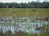 Camargue Regional Nature Park - Reed beds and marsh in background