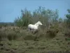 Camargue Regional Nature Park - glasswort scrubland, trees and white horse