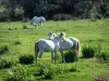 Camargue Regional Nature Park - Flat ground covered with vegetation with white horses