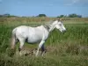 Camargue Regional Nature Park - Flat vast covered with vegetation with a white horse