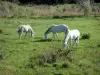 Camargue Regional Nature Park - Meadow where white horses graze