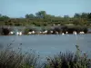 Camargue Regional Nature Park - Scrubland and pond with pink flamingos