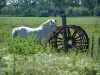Camargue Regional Nature Park - White horse near a wheel
