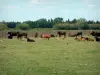 Camargue Regional Nature Park - Bulls herd in a meadow