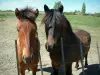 Camargue Regional Nature Park - Portrait of two horses
