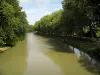 Canal del Mediodía - Arbolada del canal