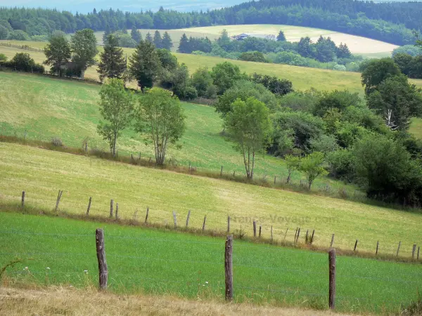 The Cantal chestnut forest - Tourism, holidays & weekends guide in the Cantal