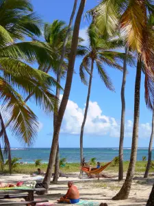 Cap Chevalier - Relax under the coconut trees to the beach of Anse Michel