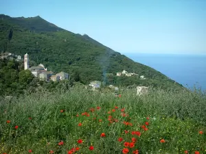 Cap Corse - Fleurs sauvages (coquelicots), village sur une colline de la côte ouest et mer