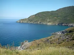 Cap Corse - Fleurs sauvages et collines de la côte ouest dominant la mer