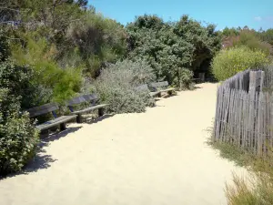 Cap Ferret headland - Sand alley lined with benches and vegetation 