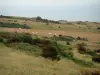 Capo Blanc-Nez - Opal Coast: dalla cima, con vista sulle erbose prato (Heath) arbusti sparsi con le mucche e il mare sullo sfondo (Parc Naturel Régional des Caps et Marais d'Opale)