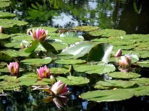 Casa e i giardini di Claude Monet - Giardino di Monet a Giverny: Water Garden: ninfee in fiore (gigli stagno)