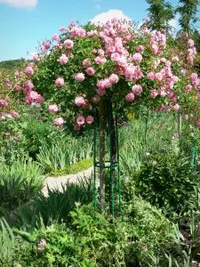 Casa e i giardini di Claude Monet - Giardino di Monet a Giverny: Clos Normand: Rose in Bloom (rosa)