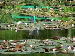 Casa e i giardini di Claude Monet - Giardino di Monet a Giverny: Giardino Acqua: Pond Lily (Lily Pond) costellato di ninfee