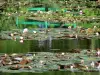 Casas y jardines de Claude Monet - Jardín de Monet en Giverny: Jardín del Agua: estanque de nenúfares (nenúfares) salpicado de lirios de agua