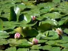 Casas y jardines de Claude Monet - Jardín de Monet en Giverny: Jardín del Agua: Los lirios de agua en flor (nenúfares)