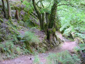 Cascadas de Murel - Sendero conduce a las cascadas