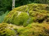 Cascade d'Étufs - Mousses du site de la cascade pétrifiante ; sur la commune de Rouvres-sur-Aube