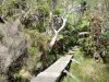 Cascade du Trou de Fer - Passerelle de bois traversant la forêt et menant au site du Trou de Fer