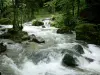 Cascate dell'Hérisson - Fiume (the Hedgehog), rocce e alberi