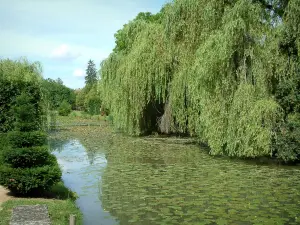 Castillo de Ainay-le-Vieil - Canal con los lirios de agua y los árboles, un sauce llorón