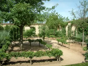Castillo de Ainay-le-Vieil - Montreuils cartujos de: jardín (huerto) con árboles frutales