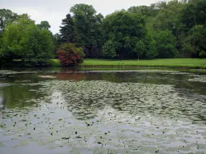 Castillo de Azay-le-Rideau - Parque del Castillo: River (Indre) con lirios de agua, árboles y césped